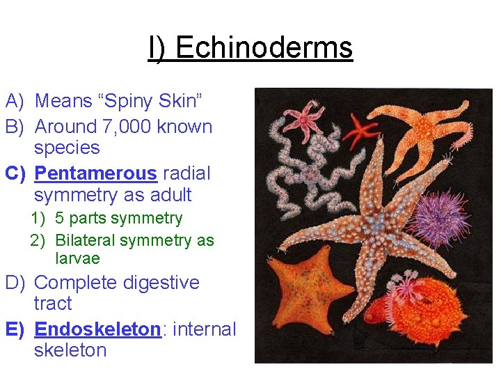 I) Echinoderms A) Means “Spiny Skin” B) Around 7, 000 known species C) Pentamerous I) Echinoderms A) Means “Spiny Skin” B) Around 7, 000 known species C) Pentamerous