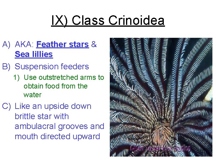 IX) Class Crinoidea A) AKA: Feather stars & Sea lillies B) Suspension feeders 1) IX) Class Crinoidea A) AKA: Feather stars & Sea lillies B) Suspension feeders 1)