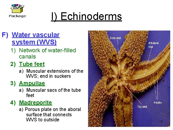 I) Echinoderms F) Water vascular system (WVS) 1) Network of water-filled canals 2) Tube I) Echinoderms F) Water vascular system (WVS) 1) Network of water-filled canals 2) Tube