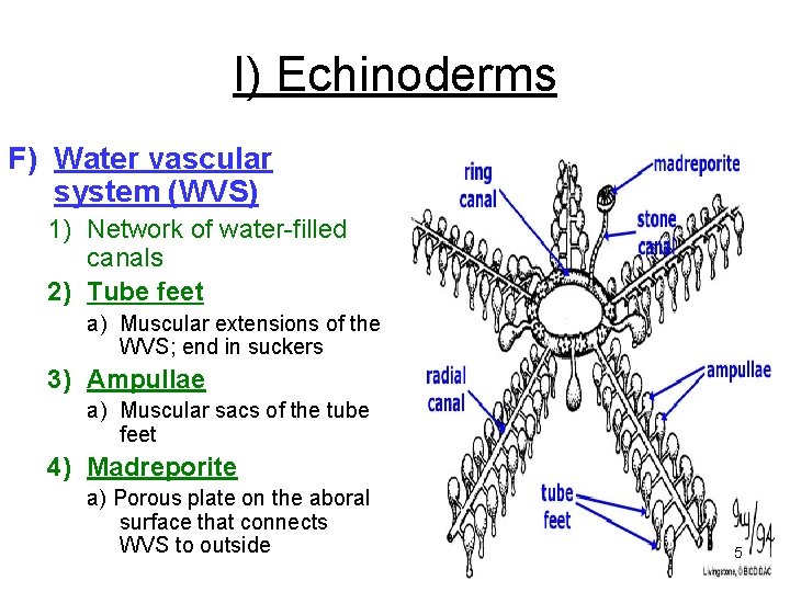 I) Echinoderms F) Water vascular system (WVS) 1) Network of water-filled canals 2) Tube I) Echinoderms F) Water vascular system (WVS) 1) Network of water-filled canals 2) Tube
