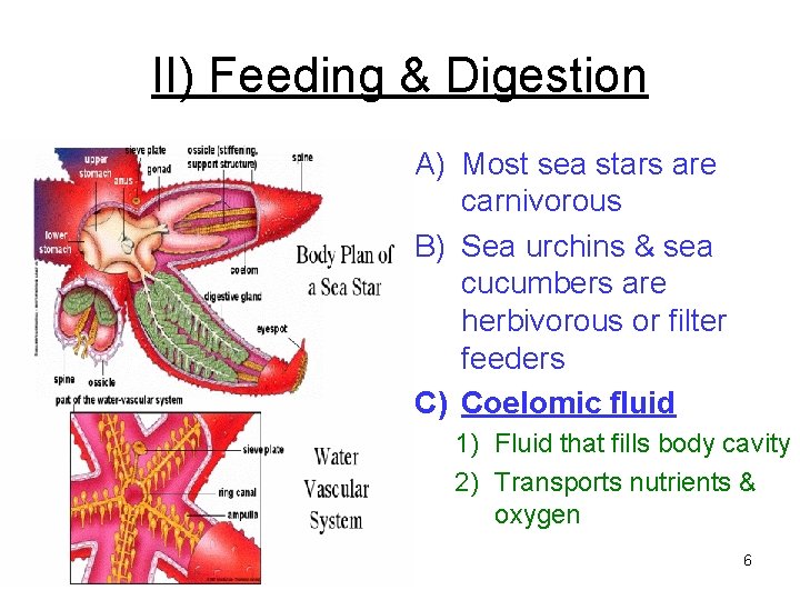 II) Feeding & Digestion A) Most sea stars are carnivorous B) Sea urchins & II) Feeding & Digestion A) Most sea stars are carnivorous B) Sea urchins &