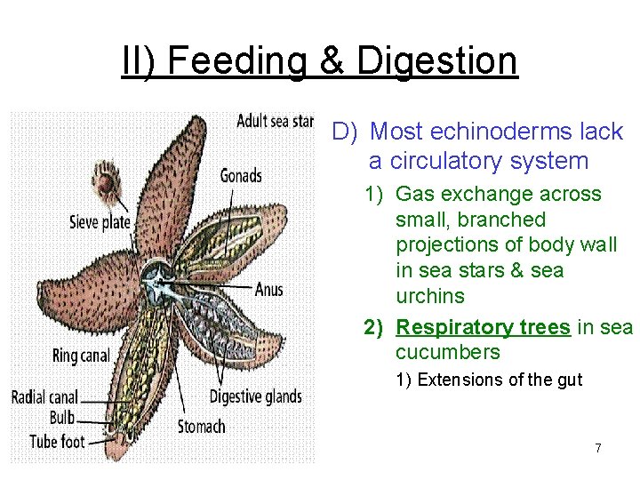 II) Feeding & Digestion D) Most echinoderms lack a circulatory system 1) Gas exchange II) Feeding & Digestion D) Most echinoderms lack a circulatory system 1) Gas exchange