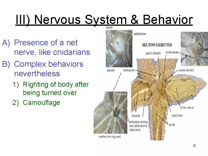 III) Nervous System & Behavior A) Presence of a net nerve, like cnidarians B) III) Nervous System & Behavior A) Presence of a net nerve, like cnidarians B)