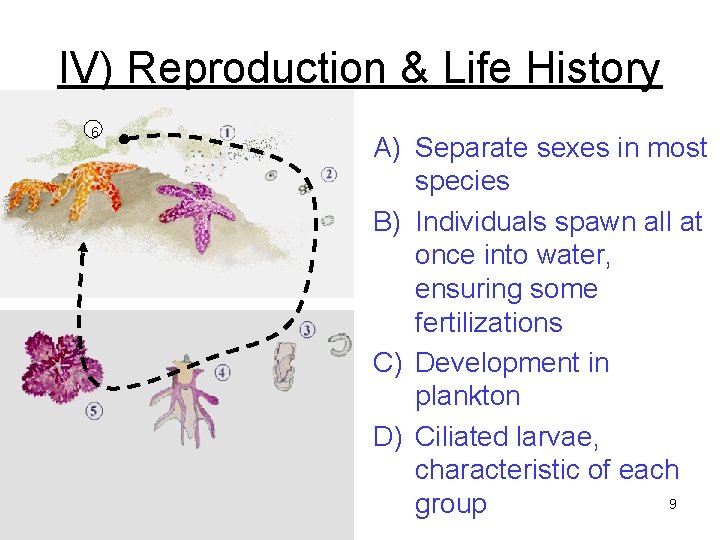 IV) Reproduction & Life History 6 A) Separate sexes in most species B) Individuals IV) Reproduction & Life History 6 A) Separate sexes in most species B) Individuals