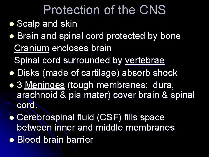 the nervous system functions of the nervous system