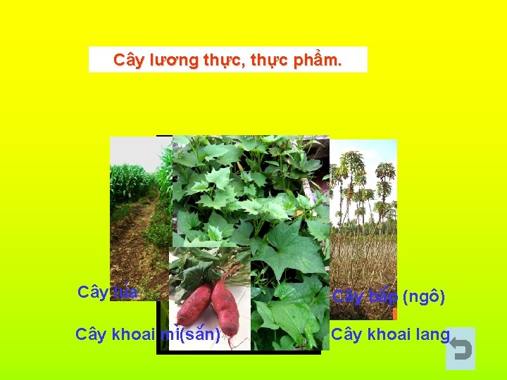 Cây lương thực, thực phẩm. Cây lu a Cây bă p (ngô) Cây khoai