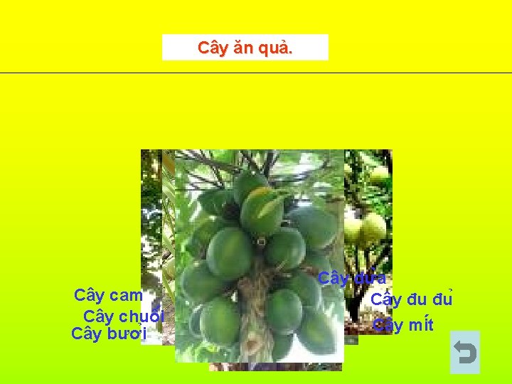 Cây ăn quả. Cây cam Cây chuô i Cây bươ i Cây dư a