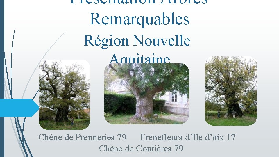 Présentation Arbres Remarquables Région Nouvelle Aquitaine Chêne de Prenneries 79 Frénefleurs d’Ile d’aix 17
