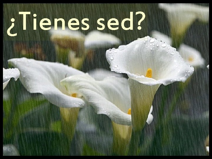 ¿Tienes sed? 