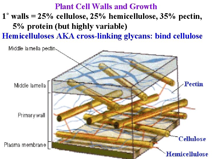 Plant Cell Walls and Growth 1˚ walls = 25% cellulose, 25% hemicellulose, 35% pectin,