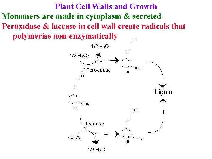 Plant Cell Walls and Growth Monomers are made in cytoplasm & secreted Peroxidase &