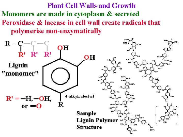 Plant Cell Walls and Growth Monomers are made in cytoplasm & secreted Peroxidase &
