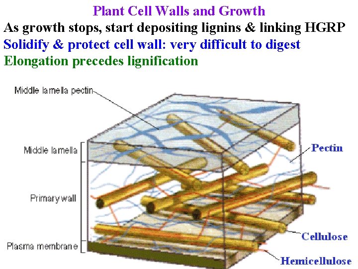 Plant Cell Walls and Growth As growth stops, start depositing lignins & linking HGRP