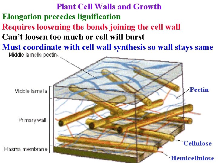Plant Cell Walls and Growth Elongation precedes lignification Requires loosening the bonds joining the
