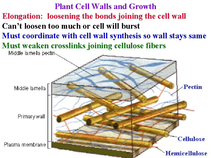Plant Cell Walls and Growth Elongation: loosening the bonds joining the cell wall Can’t