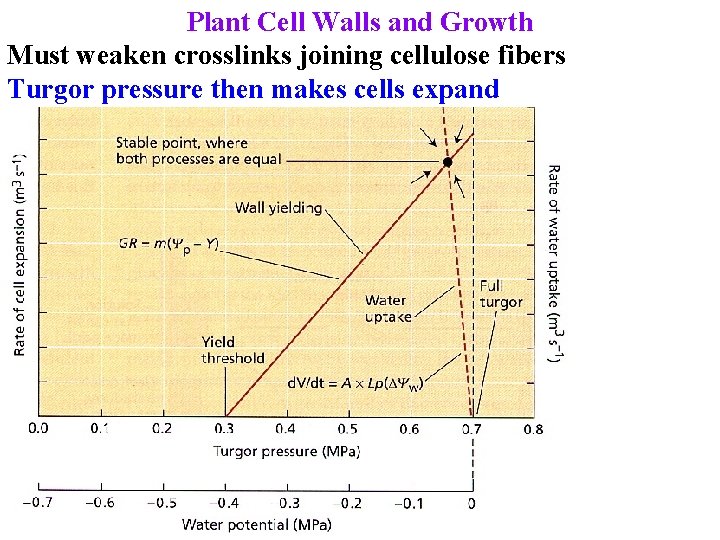 Plant Cell Walls and Growth Must weaken crosslinks joining cellulose fibers Turgor pressure then