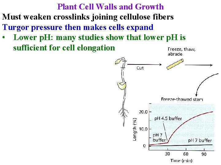 Plant Cell Walls and Growth Must weaken crosslinks joining cellulose fibers Turgor pressure then