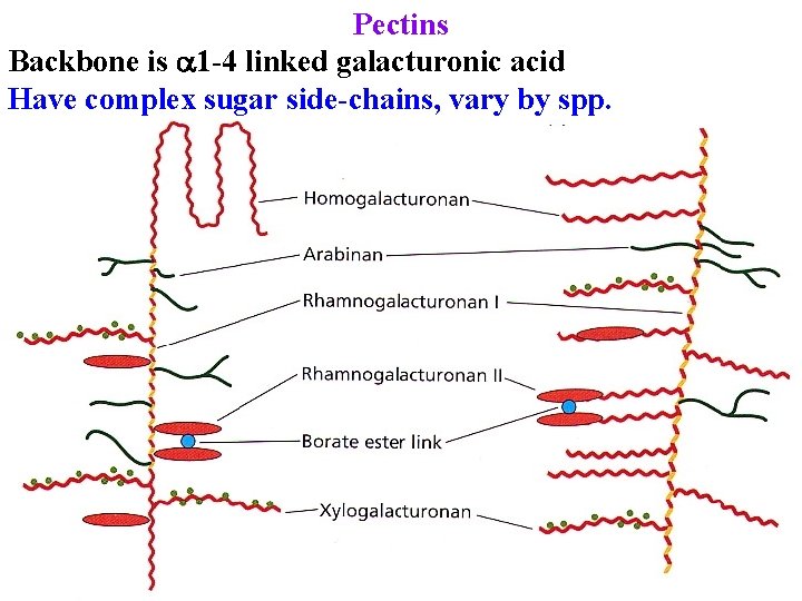 Pectins Backbone is 1 -4 linked galacturonic acid Have complex sugar side-chains, vary by