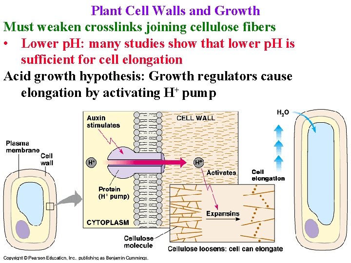 Plant Cell Walls and Growth Must weaken crosslinks joining cellulose fibers • Lower p.