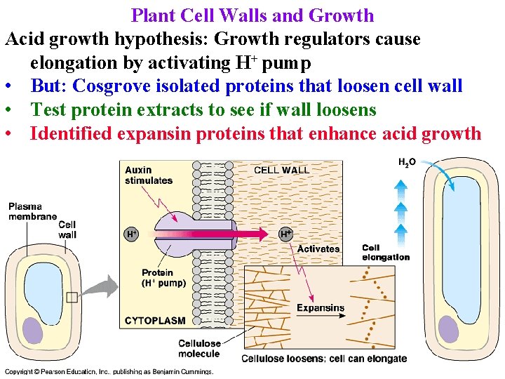 Plant Cell Walls and Growth Acid growth hypothesis: Growth regulators cause elongation by activating