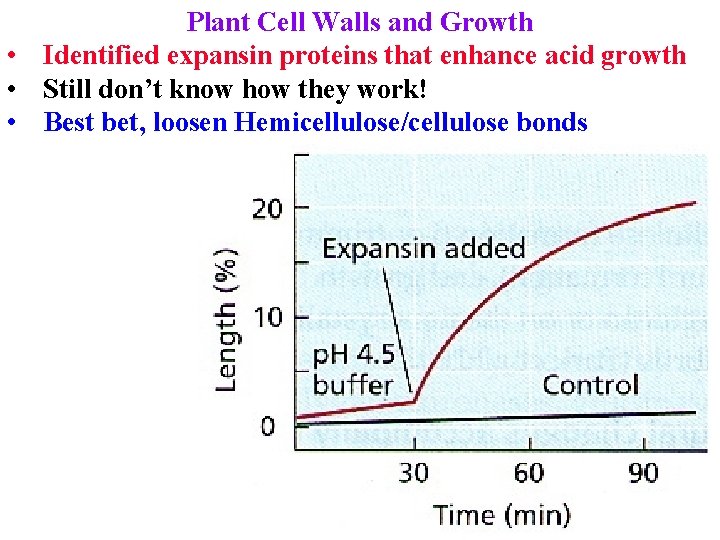 Plant Cell Walls and Growth • Identified expansin proteins that enhance acid growth •