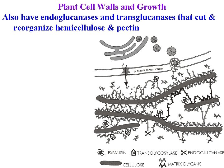 Plant Cell Walls and Growth Also have endoglucanases and transglucanases that cut & reorganize