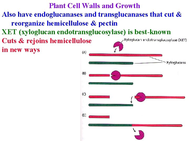 Plant Cell Walls and Growth Also have endoglucanases and transglucanases that cut & reorganize