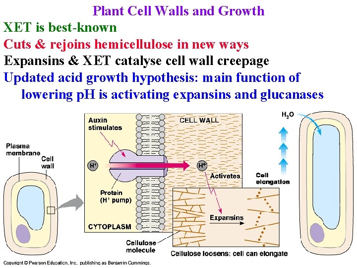 Plant Cell Walls and Growth XET is best-known Cuts & rejoins hemicellulose in new