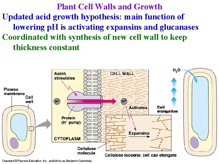 Plant Cell Walls and Growth Updated acid growth hypothesis: main function of lowering p.