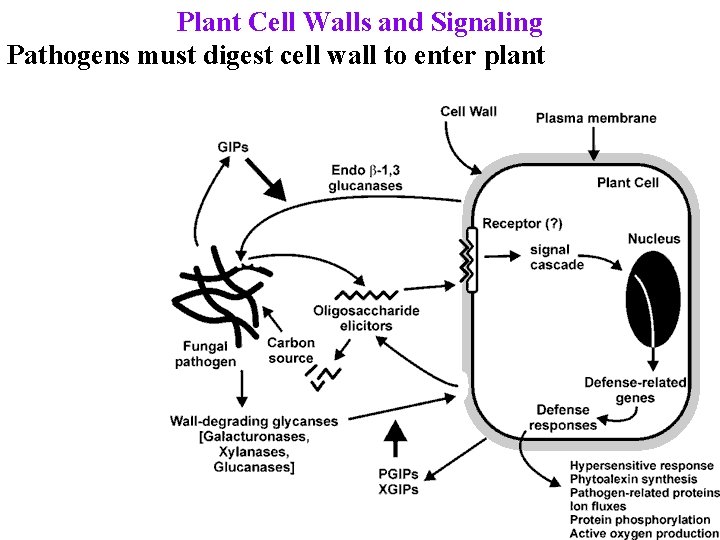 Plant Cell Walls and Signaling Pathogens must digest cell wall to enter plant 