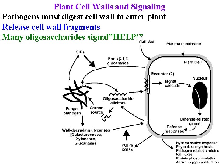 Plant Cell Walls and Signaling Pathogens must digest cell wall to enter plant Release