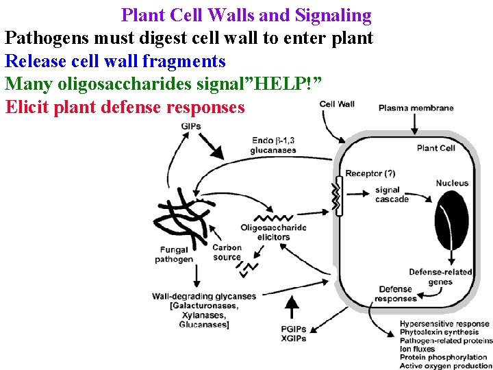 Plant Cell Walls and Signaling Pathogens must digest cell wall to enter plant Release