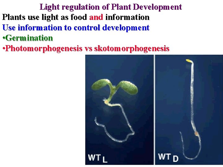 Light regulation of Plant Development Plants use light as food and information Use information