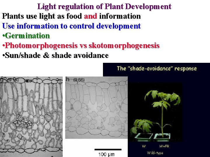 Light regulation of Plant Development Plants use light as food and information Use information