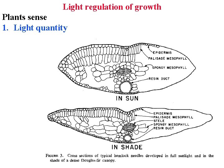 Light regulation of growth Plants sense 1. Light quantity 