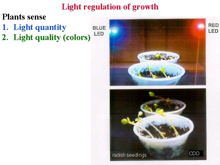 Light regulation of growth Plants sense 1. Light quantity 2. Light quality (colors) 