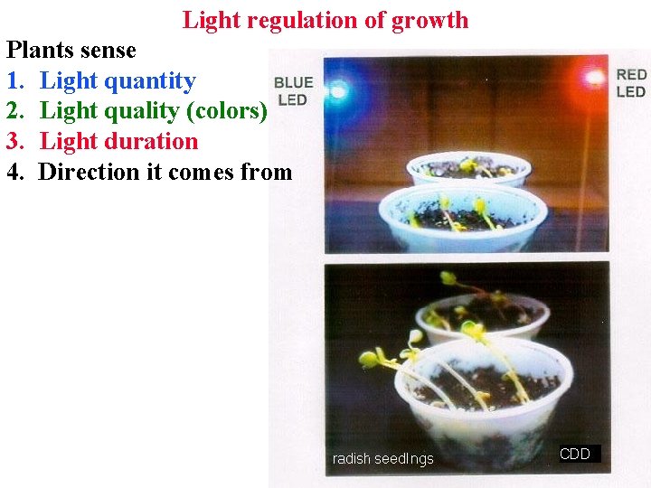 Light regulation of growth Plants sense 1. Light quantity 2. Light quality (colors) 3.