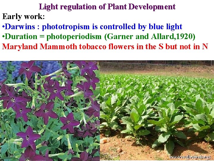 Light regulation of Plant Development Early work: • Darwins : phototropism is controlled by