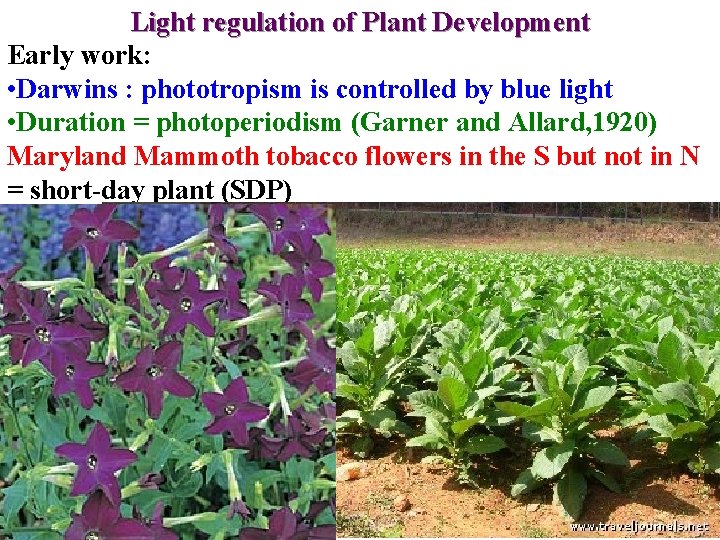 Light regulation of Plant Development Early work: • Darwins : phototropism is controlled by