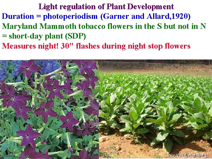 Light regulation of Plant Development Duration = photoperiodism (Garner and Allard, 1920) Maryland Mammoth