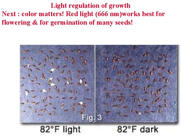 Light regulation of growth Next : color matters! Red light (666 nm)works best for