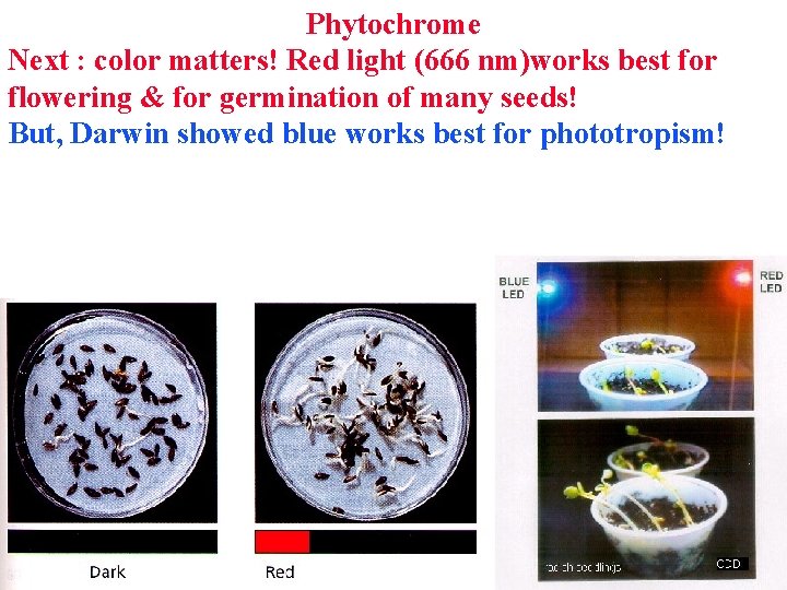 Phytochrome Next : color matters! Red light (666 nm)works best for flowering & for