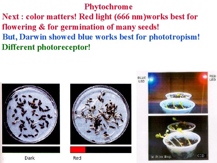 Phytochrome Next : color matters! Red light (666 nm)works best for flowering & for