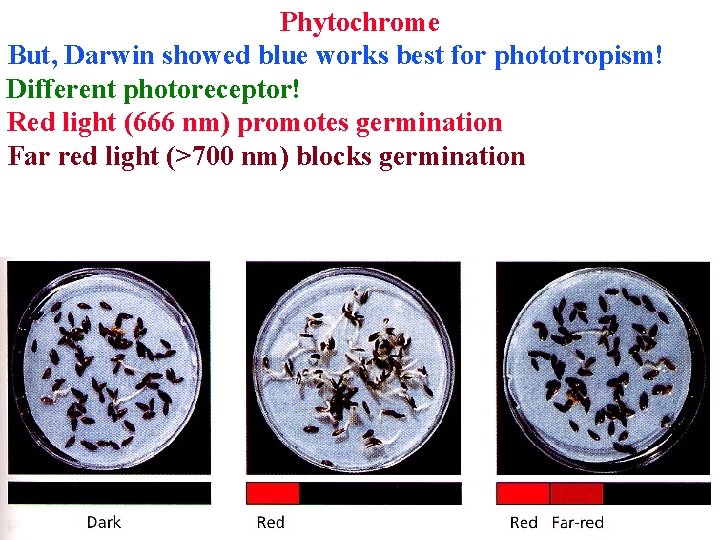 Phytochrome But, Darwin showed blue works best for phototropism! Different photoreceptor! Red light (666