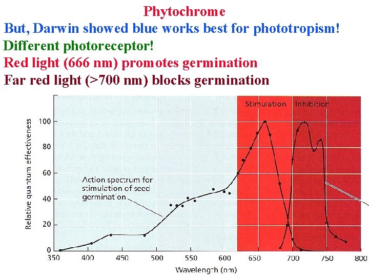 Phytochrome But, Darwin showed blue works best for phototropism! Different photoreceptor! Red light (666