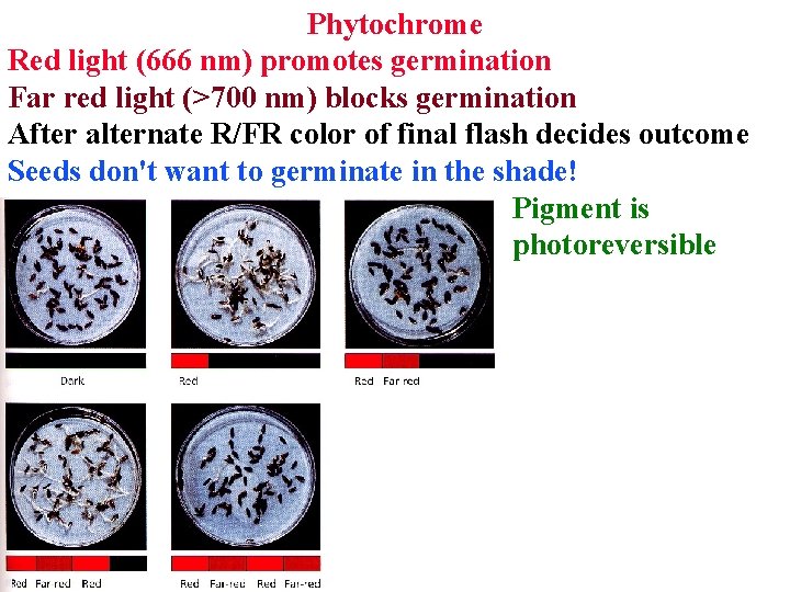 Phytochrome Red light (666 nm) promotes germination Far red light (>700 nm) blocks germination