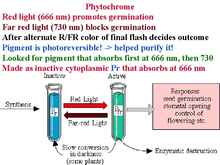 Phytochrome Red light (666 nm) promotes germination Far red light (730 nm) blocks germination