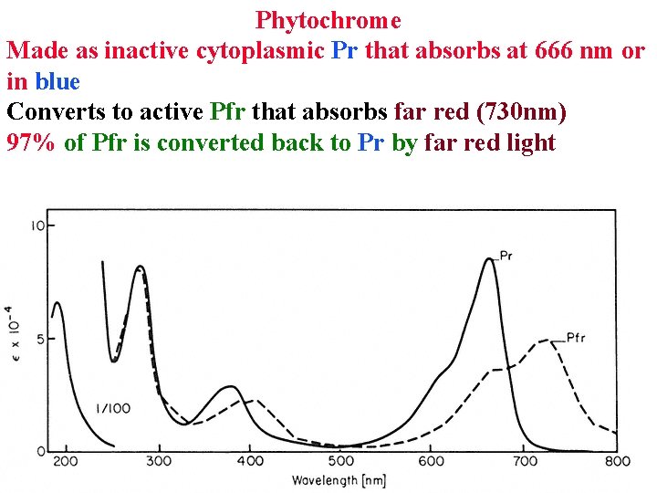 Phytochrome Made as inactive cytoplasmic Pr that absorbs at 666 nm or in blue