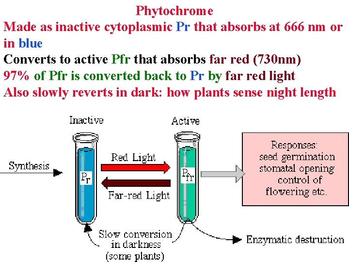 Phytochrome Made as inactive cytoplasmic Pr that absorbs at 666 nm or in blue