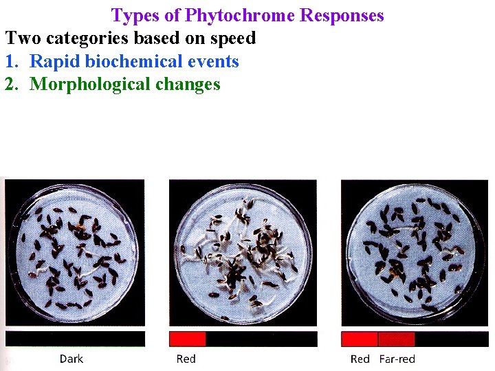 Types of Phytochrome Responses Two categories based on speed 1. Rapid biochemical events 2.